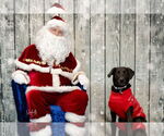 Small #9 Labrador Retriever Mix