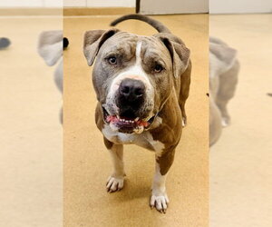 Bullypit Dogs for adoption in Derwood, MD, USA