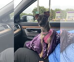 Small #3 Chihuahua