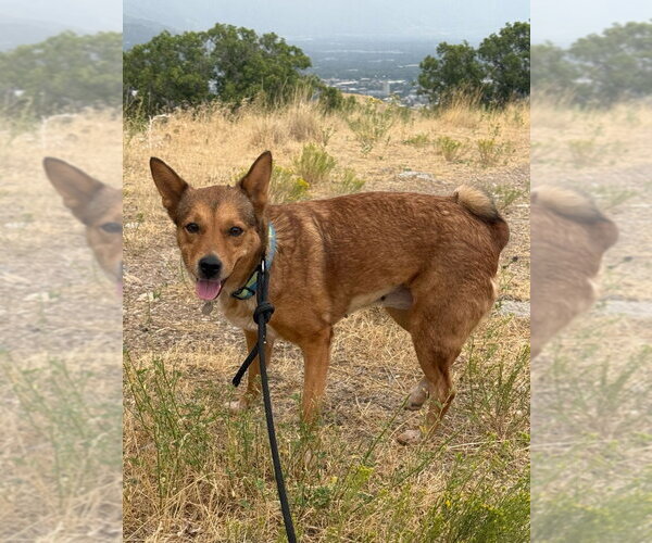 Medium Photo #1 Mutt Puppy For Sale in Salt Lake City, UT, USA