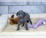 Small Photo #1 Weimaraner Puppy For Sale in OGDEN, UT, USA