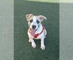 Small #9 Labrador Retriever Mix