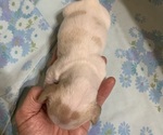 Small #1 Dachshund