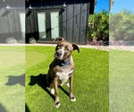 Small #6 Mountain Cur Mix