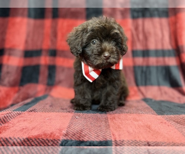 Medium Photo #9 ShihPoo Puppy For Sale in LAKELAND, FL, USA
