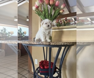 Maltese Puppy for sale in MODESTO, CA, USA