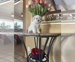 Litter of 2 - Female MalteseLitter of Puppies for Sale - Small photo