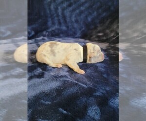 Medium Olde English Bulldogge