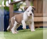 Small #2 Boxer Mix
