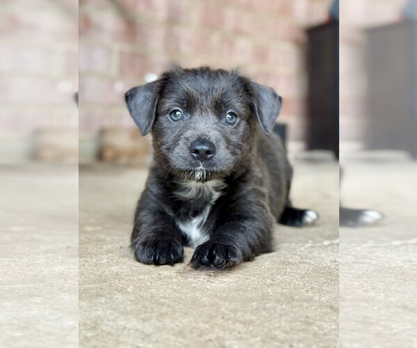 Medium Photo #3 Mutt Puppy For Sale in McKinney, TX, USA
