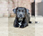 Small #2 Mutt