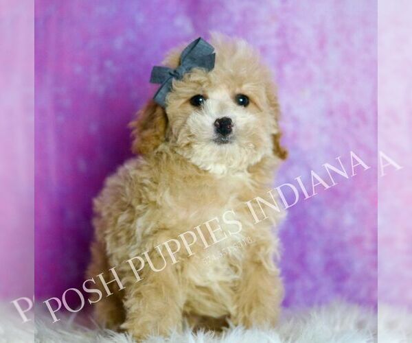 Medium Photo #10 Poodle (Miniature) Puppy For Sale in WARSAW, IN, USA