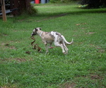 Small #1 Whippet