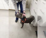 Small #8 American Bulldog Mix