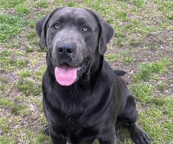 Medium Photo #1 Labrador Retriever Puppy For Sale in ORANGEBURG, SC, USA