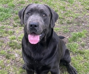 Father of the Labrador Retriever puppies born on 04/27/2026