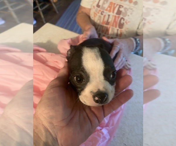 Medium Photo #1 Boston Terrier Puppy For Sale in PRAIRIE DU SAC, WI, USA