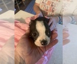 Puppy Puppy 2 Boston Terrier
