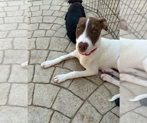 Luka (TX) - Male Labrador Retriever-Unknown Mix Dog for Adoption - Photo #2