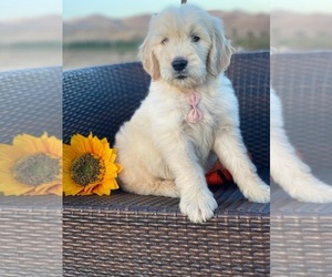 Goldendoodle Puppy for sale in PORTERVILLE, CA, USA