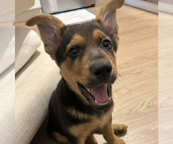 Medium Photo #13 German Shepherd Dog-Unknown Mix Puppy For Sale in Brooklyn, NY, USA