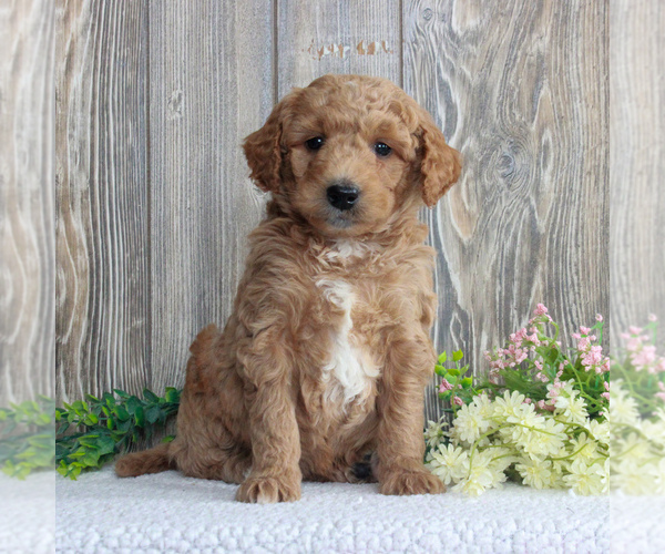 Medium Photo #4 Goldendoodle-Poodle (Miniature) Mix Puppy For Sale in HONEY BROOK, PA, USA