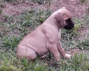 Bullmastiff Puppy for sale in GARNER, NC, USA