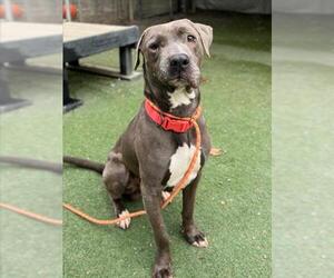 Mutt Dogs for adoption in Woodland, CA, USA