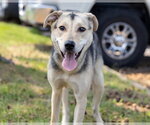 Small #3 Mutt
