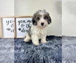 Small #3 Miniature Bernedoodle