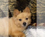 Small Photo #7 Pomeranian-Unknown Mix Puppy For Sale in Tampa, FL, USA