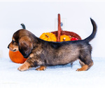 Small Photo #22 Dachshund Puppy For Sale in WAKARUSA, IN, USA