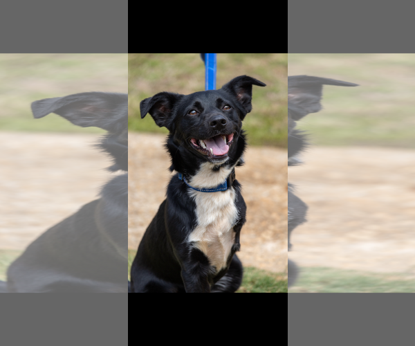 Medium Photo #4 Mutt Puppy For Sale in McDonough, GA, USA