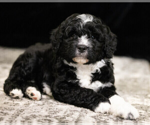 Aussiedoodle Miniature  Puppy for sale in HEDRICK, IA, USA