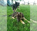 Small Photo #2 German Shepherd Dog Puppy For Sale in MOODY, MO, USA