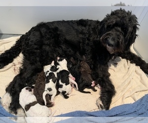 Mother of the Goldendoodle puppies born on 10/18/2021
