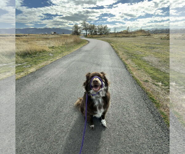 Medium Photo #4 Mutt Puppy For Sale in Sandy, UT, USA