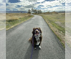 Jazzper - Male Mutt Dog for Adoption - Photo #4