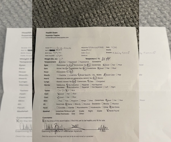 Medium Photo #4 Goldendoodle (Miniature) Puppy For Sale in CLAYTON, NC, USA