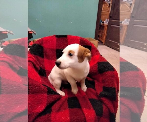Medium Photo #4 Labrador Retriever-Unknown Mix Puppy For Sale in New York, NY, USA