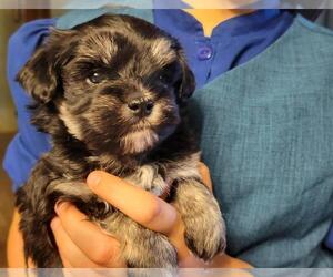 Maltipoo Puppy for sale in BROOKFIELD, MO, USA