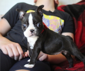 Boston Terrier Puppy for sale in BROOKSVILLE, FL, USA