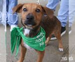 Small #2 Labrador Retriever Mix