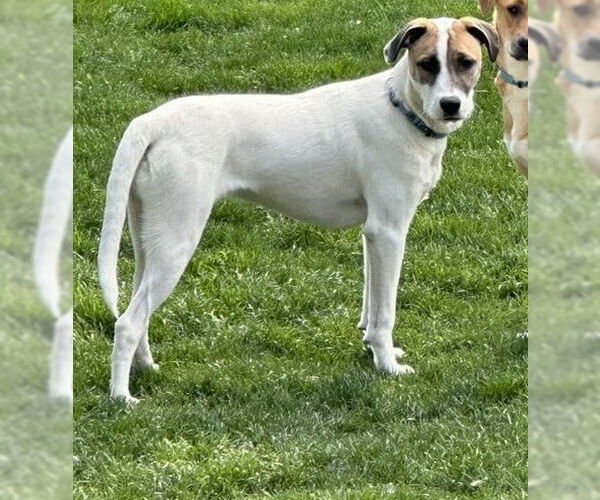 Medium Photo #3 Mutt Puppy For Sale in New York, NY, USA