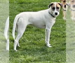 Small #2 Mutt