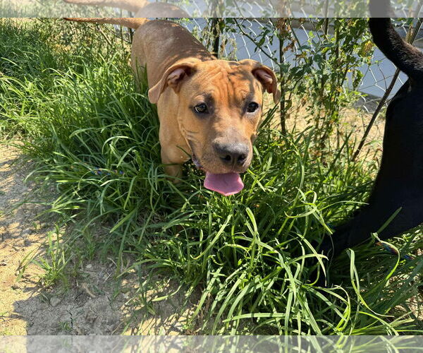 Medium Photo #5 Mastiff-Unknown Mix Puppy For Sale in Germantown, OH, USA