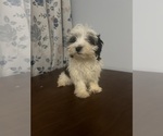 Small #6 Havanese