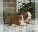 Small #2 Boston Terrier