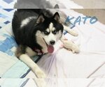 Small Photo #12 Siberian Husky Puppy For Sale in Sanford, FL, USA