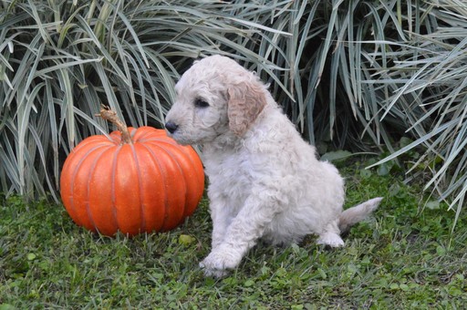 Medium Photo #2 Goldendoodle Puppy For Sale in DOWLING PARK, FL, USA